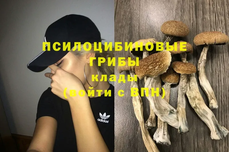 купить наркоту  Калязин  Галлюциногенные грибы Psilocybe 